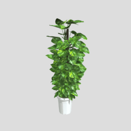 ポトス（pothos）