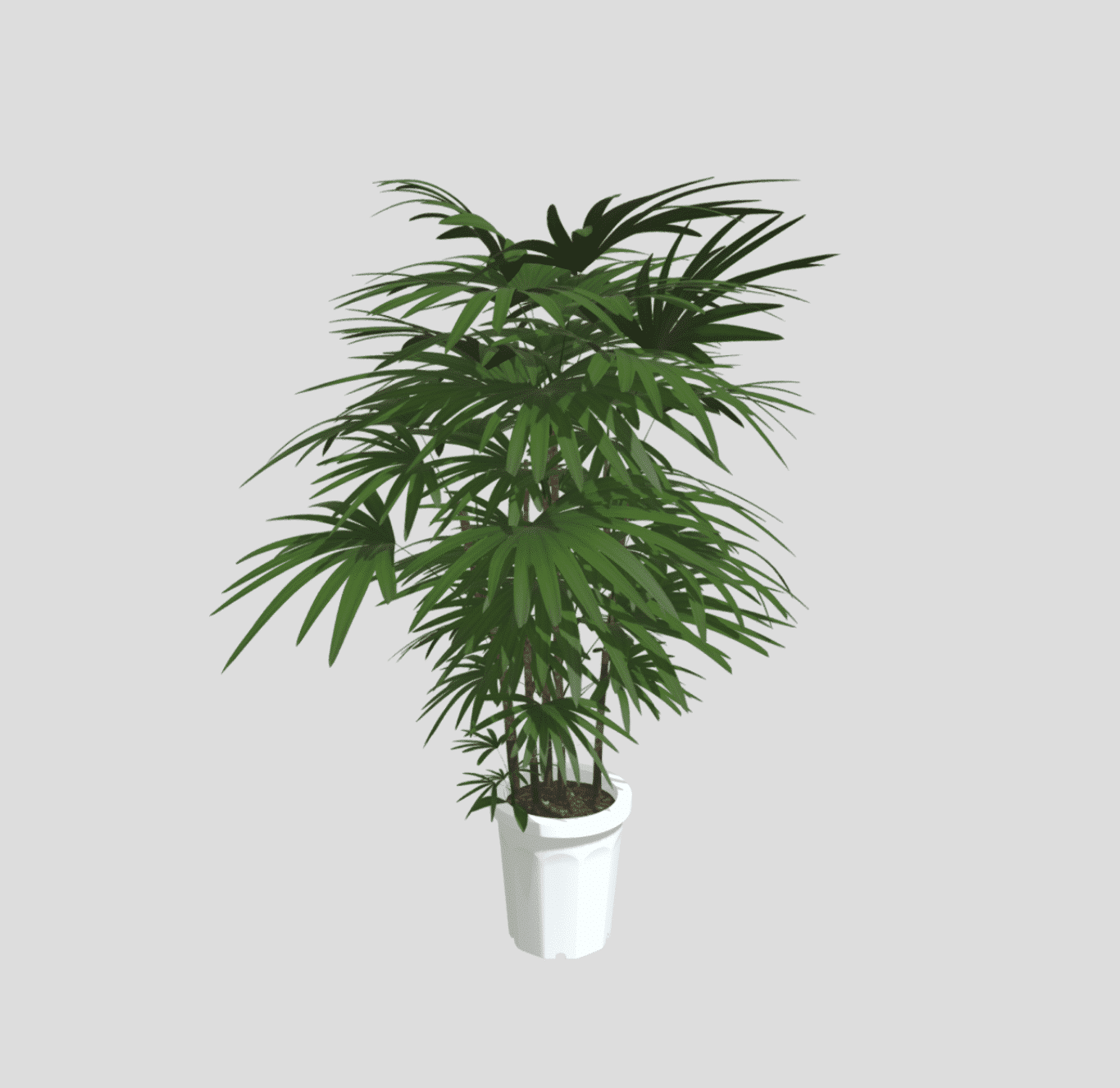 シュロチク（Rhapis humilis） - 観葉植物専門ショップgreen palette