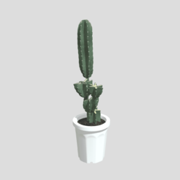 柱サボテン（Pillar Cactus）