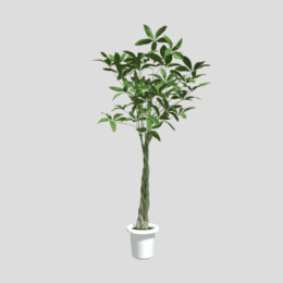 パキラ（Pachira）