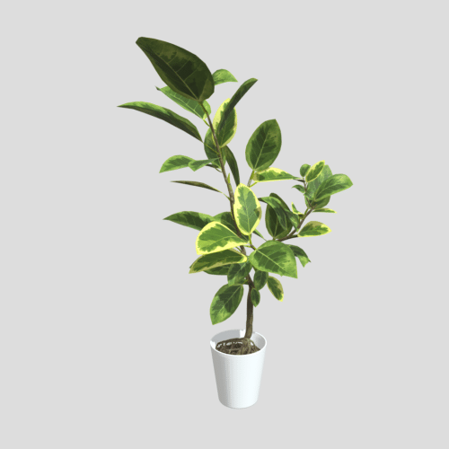 フィカス・アルテシマ（Ficus altissima） - 観葉植物専門ショップ