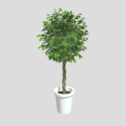 フィカス・ベンジャミン（Ficus benjamina）