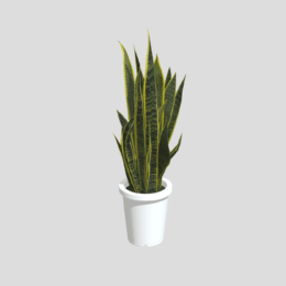 サンスべリア（Sansevieria）