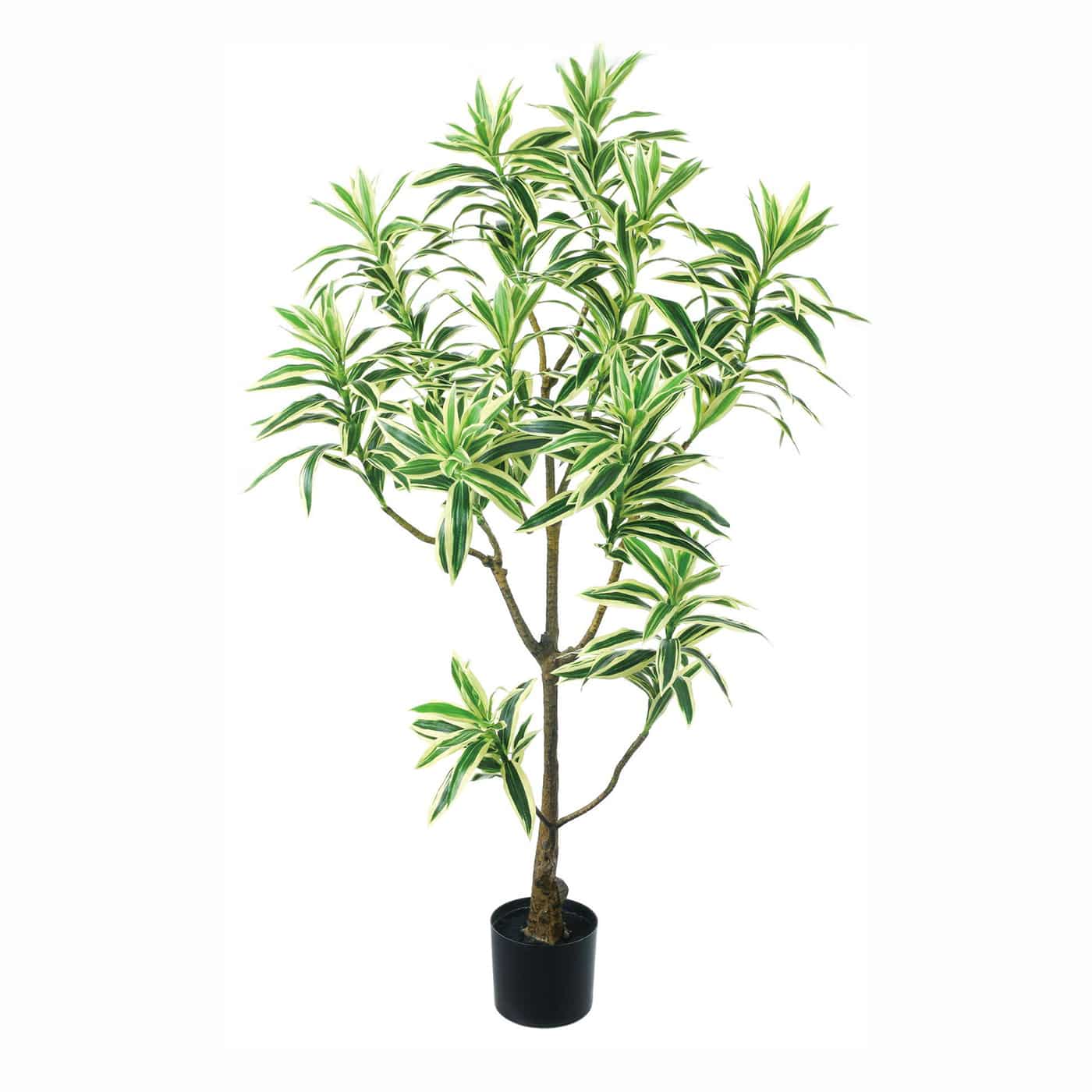 ドラセナ 観葉植物 ドラセナ ソング オブ インディア 10号 アルマ ミドル 付き